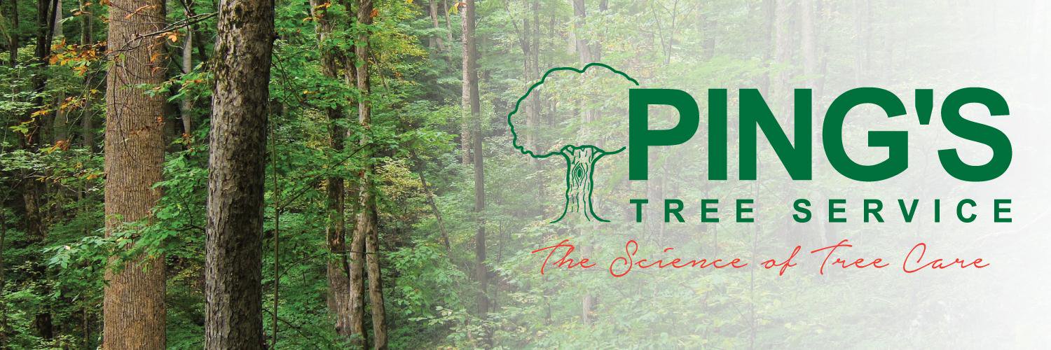PingsTreeServ's profile banner image
