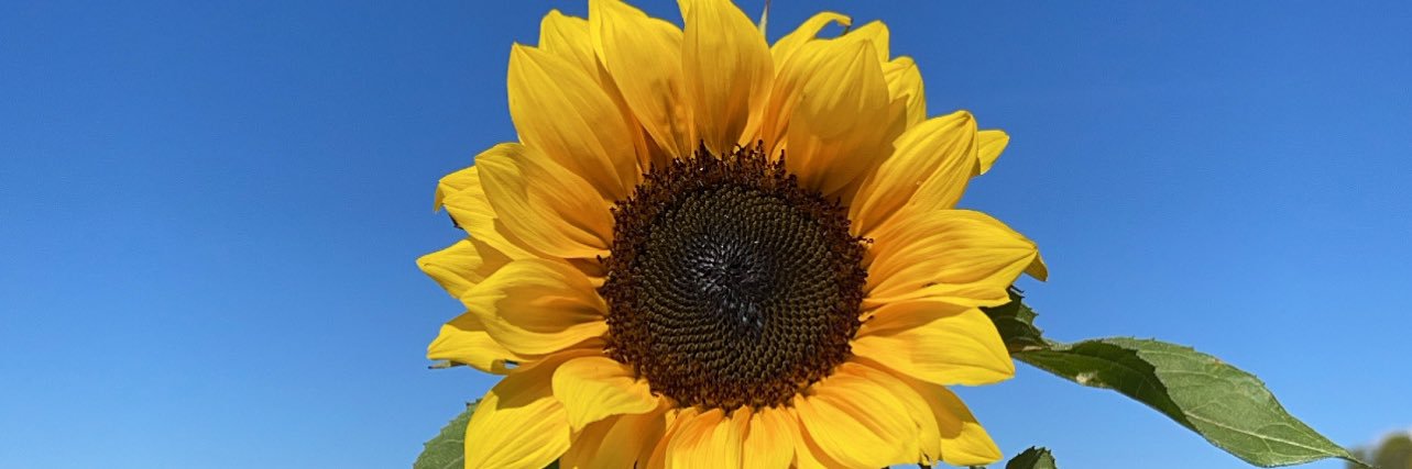 nessmolinaa's profile banner image