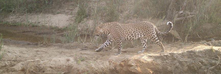 CameraTrap's profile banner image