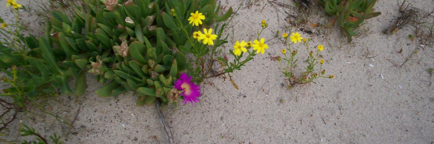 Mandy Treagus banner