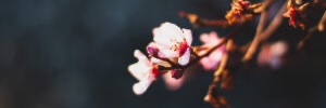 OATSHAY's profile banner image