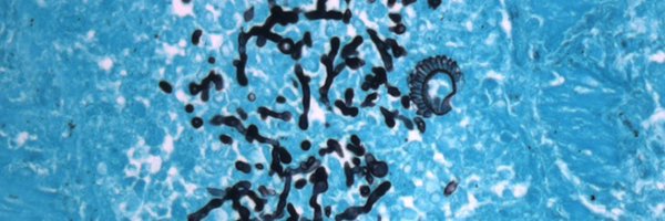 PardoGalvez_Lab Profile Banner