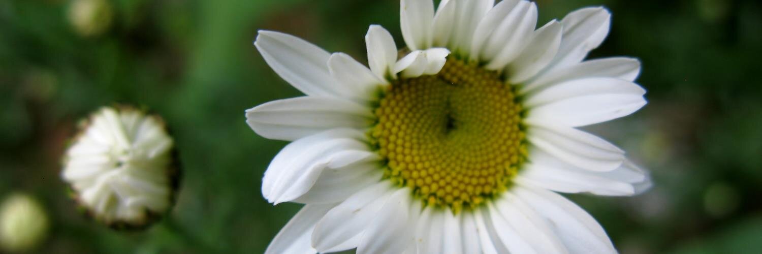mangalsingh's profile banner image