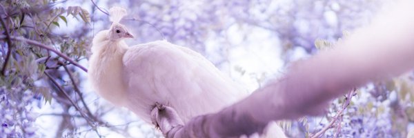 S_Guardian2 Profile Banner