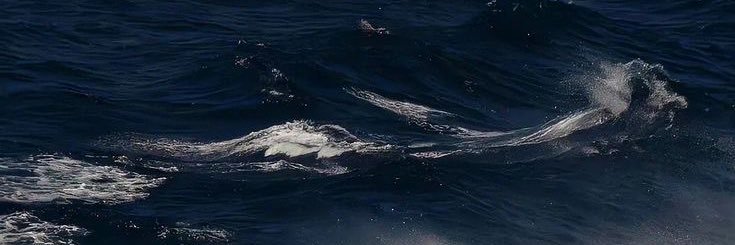 اندرينال⚡️ banner