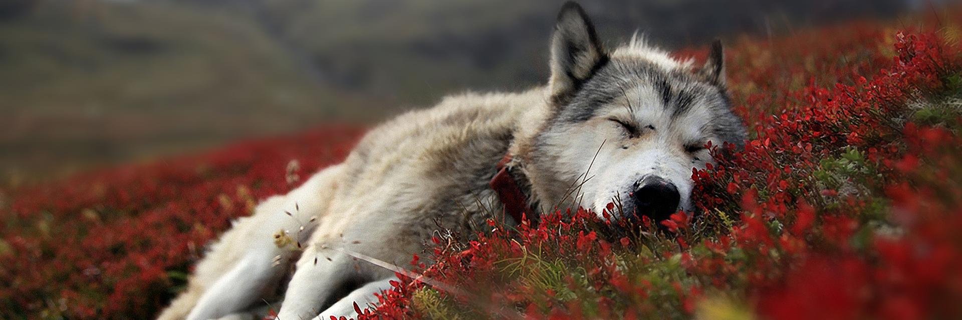 SirEdrum's profile banner image