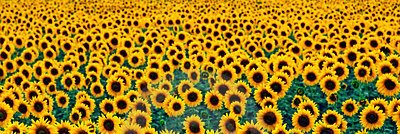 katherinaus's profile banner image