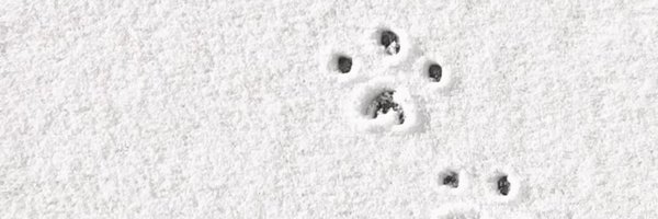 PuppyJM13_ Profile Banner