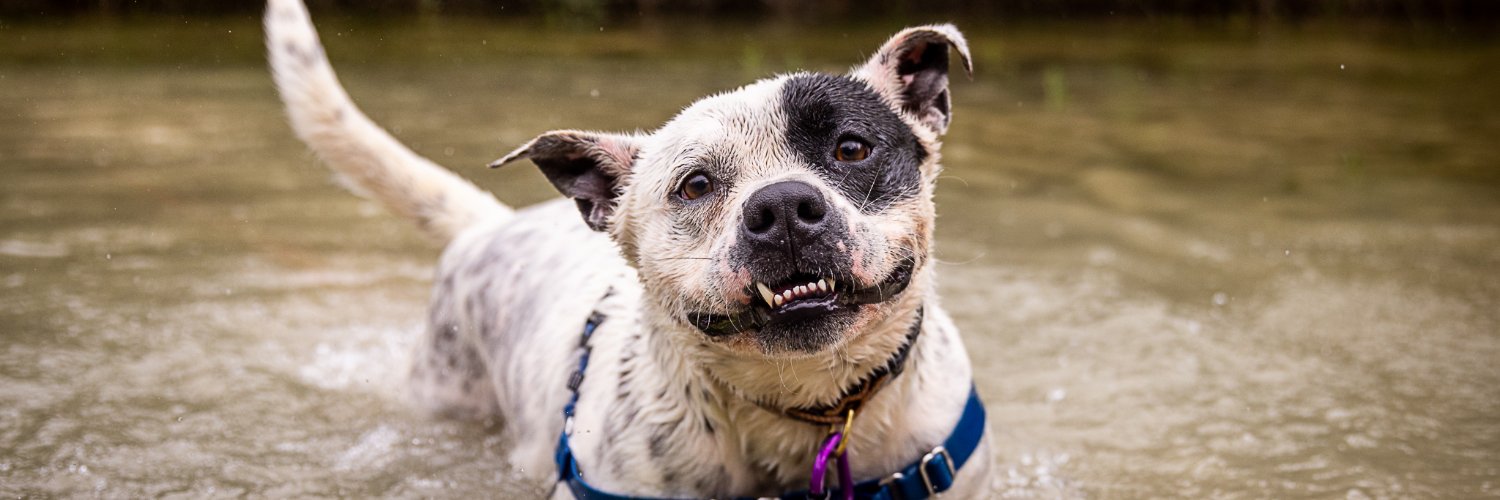 austinanimals's profile banner image