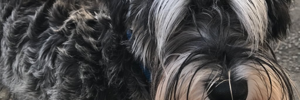 camilagushi's profile banner image