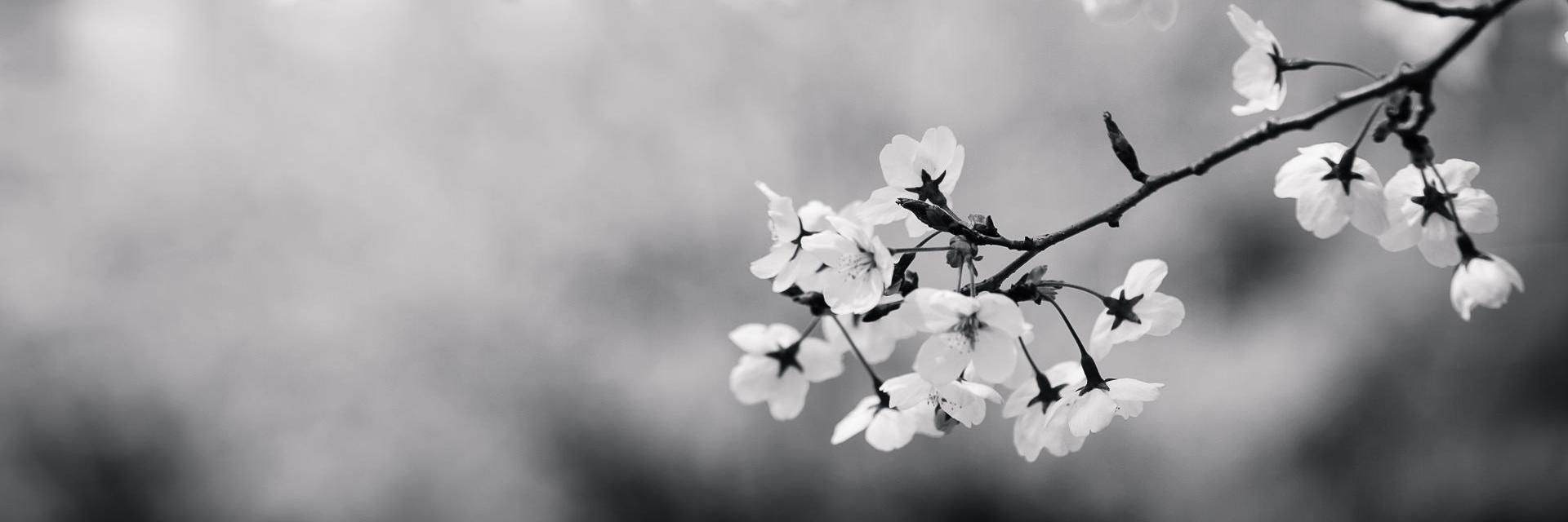 purvapar's profile banner image