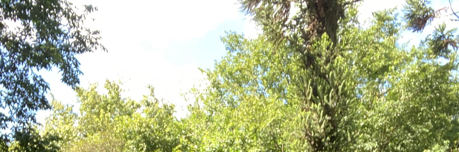 Rodrigodizideri's profile banner image