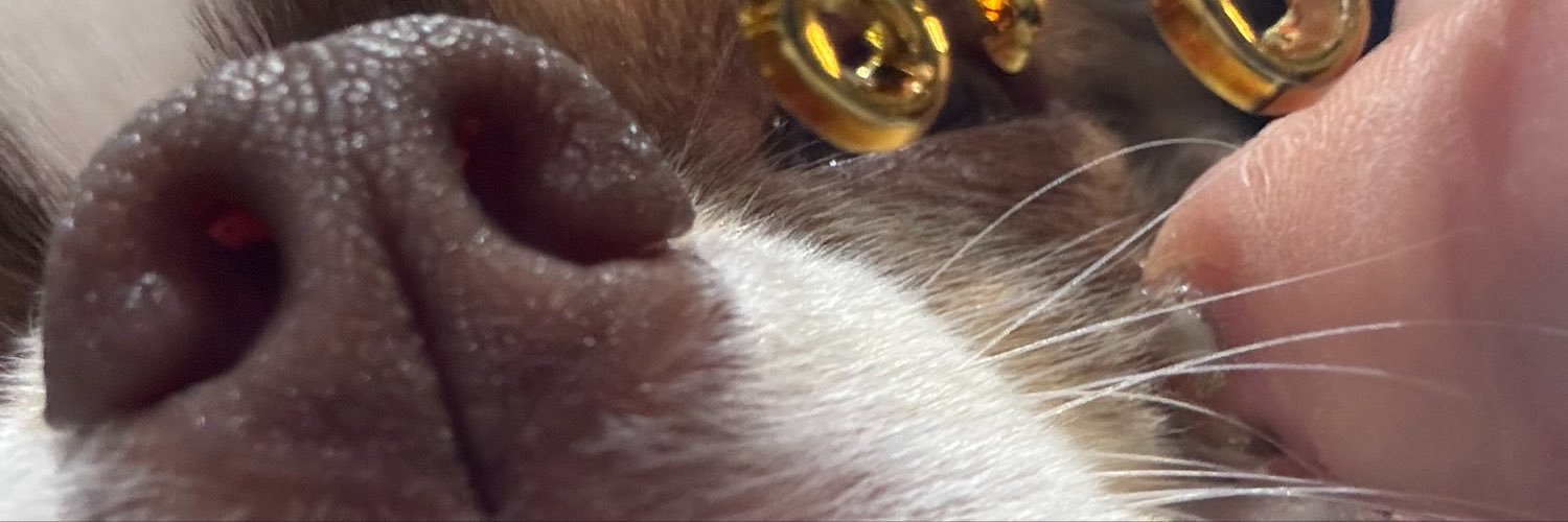 4Dogslife's profile banner image