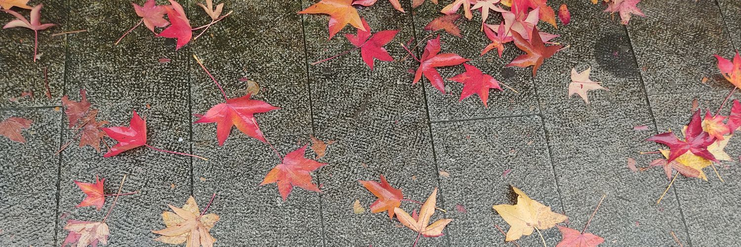 MLSanromann's profile banner image