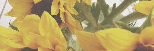 stacey_kinney's profile banner image