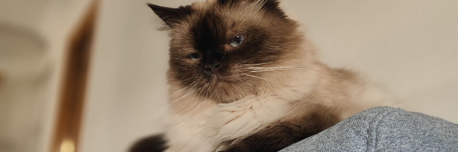 Piruina's profile banner image