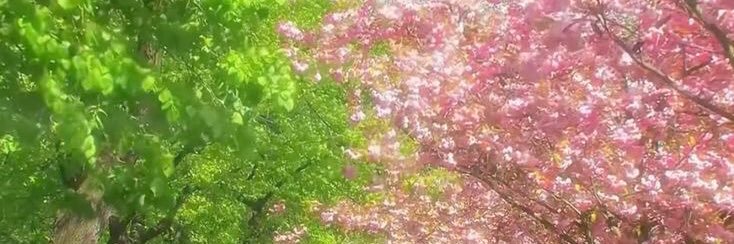 sofia arirang banner