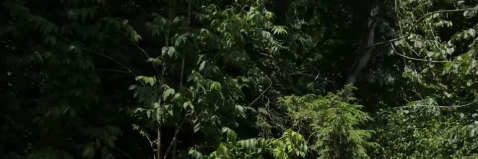 PixelFlareX's profile banner image