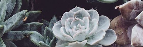 chaaio_cp's profile banner image