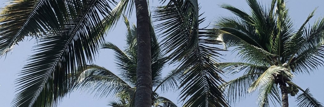 FernandaPolin's profile banner image