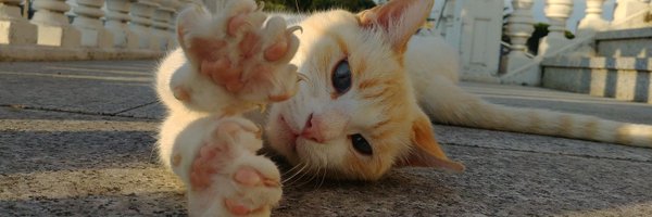 paupen Profile Banner