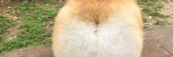 こばかいいい banner