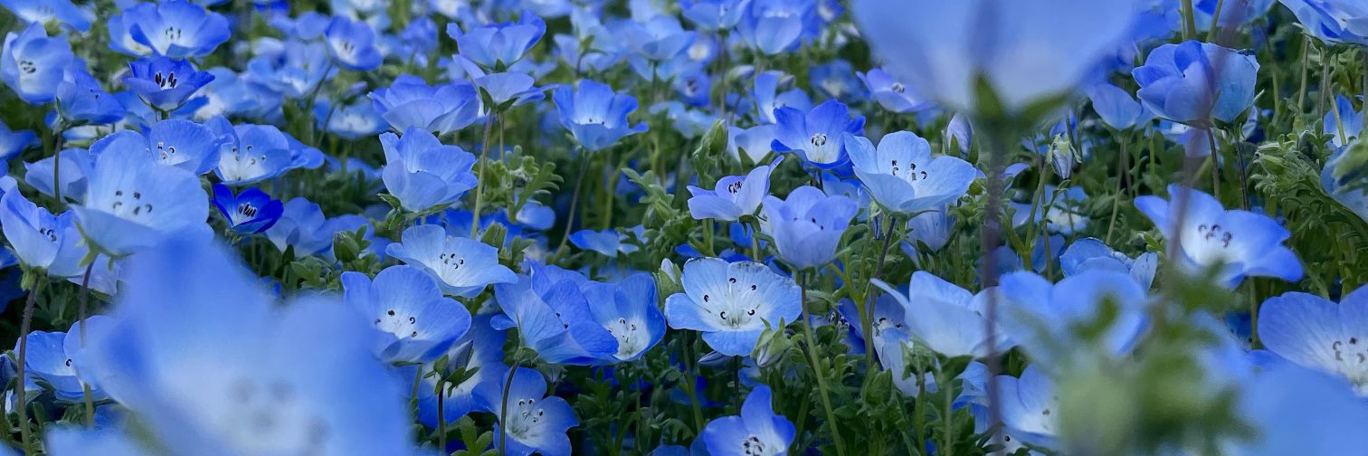 keL udah pasrah banner