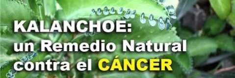 DonKalanchoe's profile banner image