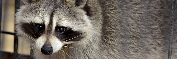 SimplyCaptain_ Profile Banner