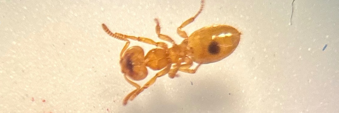 Pheebug🏳️‍⚧️ banner