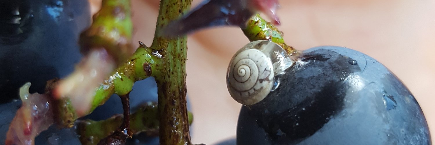 sircameron's profile banner image