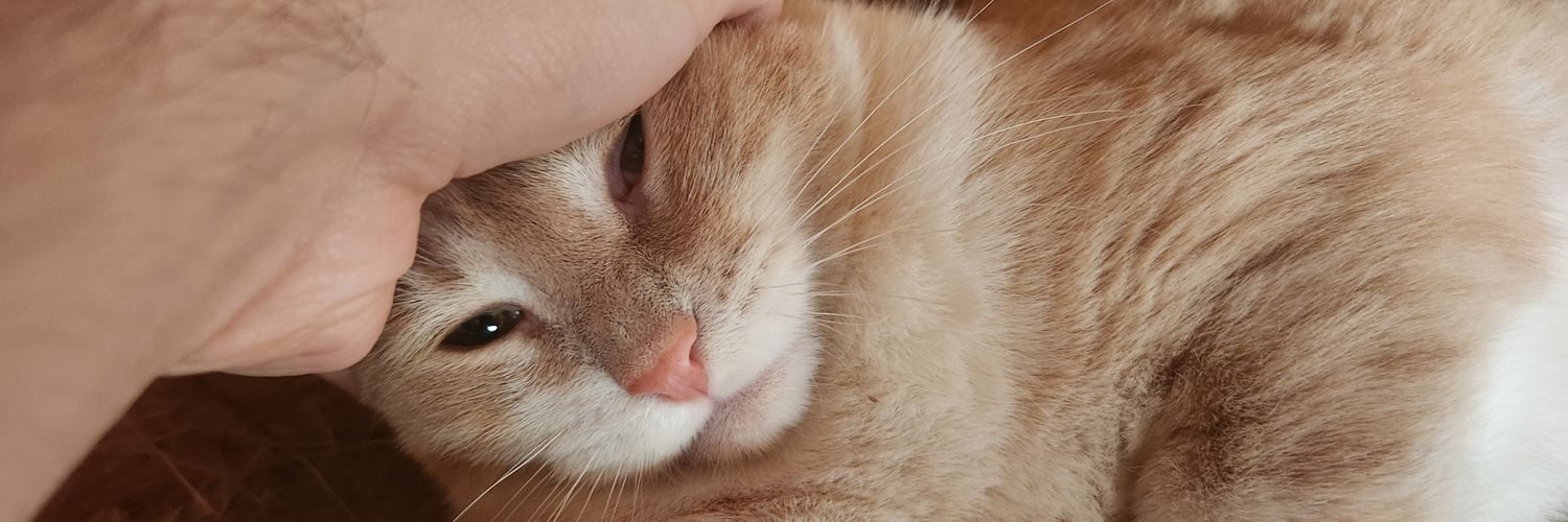 Don Leguleyo Legulin banner