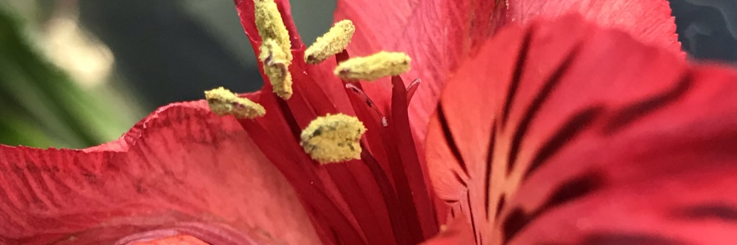 kathyruocco's profile banner image