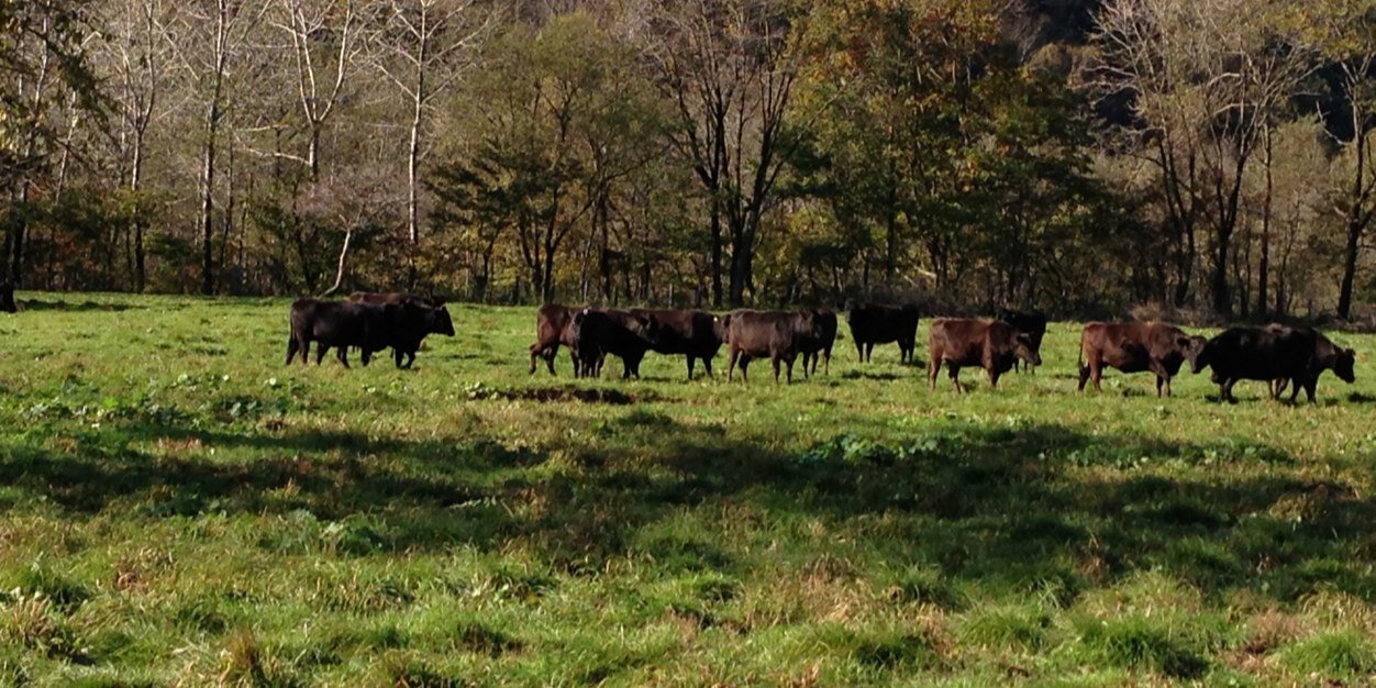 Anthony Puharich banner