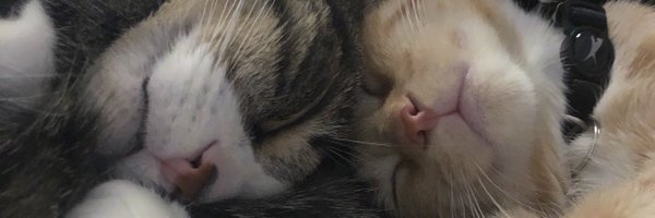 ErinMarkowski Profile Banner