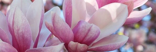 Magnoliophyta 🌸 banner