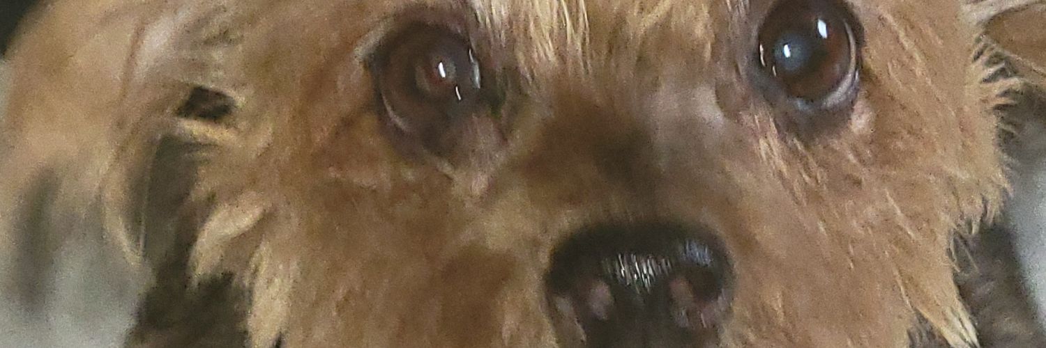 goodnesswhite's profile banner image