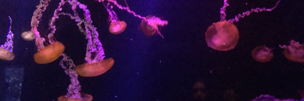 Andrea Sullivan banner