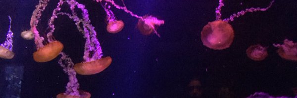 andreabsullivan Profile Banner