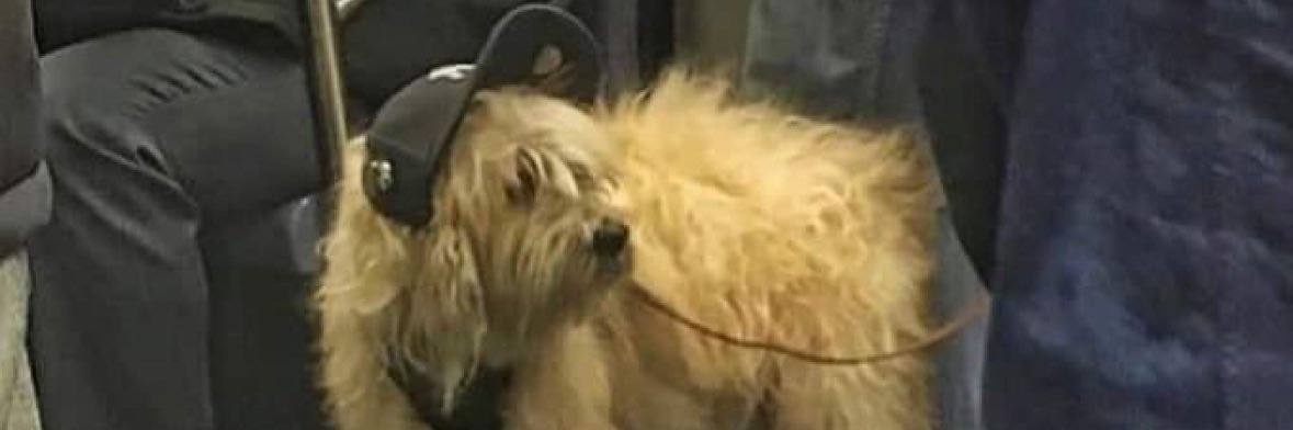 ˚ ꒱ؘ ࿐ ࿔ banner