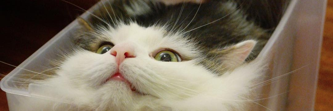 Cats are Liquid (NUKO Token) banner