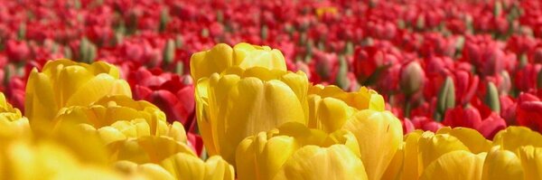 xinco Profile Banner