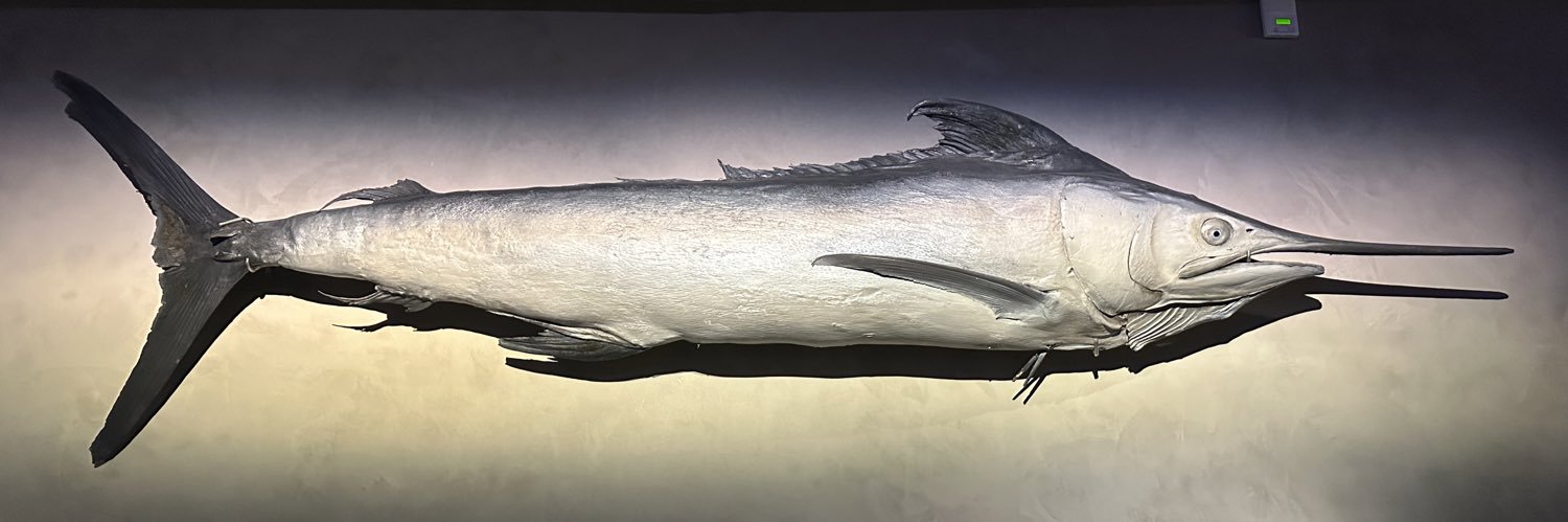 Boomzfishy's profile banner image