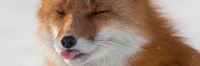 淑魅 | Shū mèi 🦊 banner
