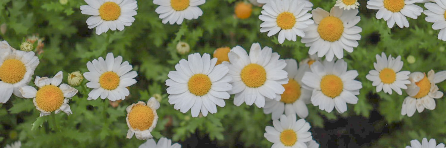 もこ banner