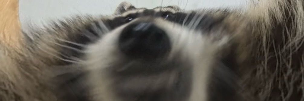 raccoon with confusing auras's banner