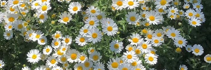 WindyTrianiG's profile banner image