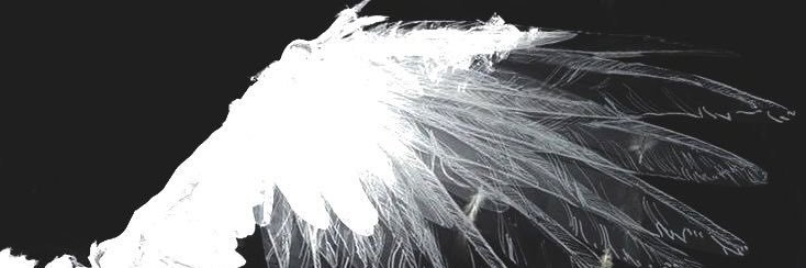 𝐙𝐄𝐑. 𓆩𓆪 banner