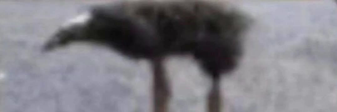 TheRetroGoose banner