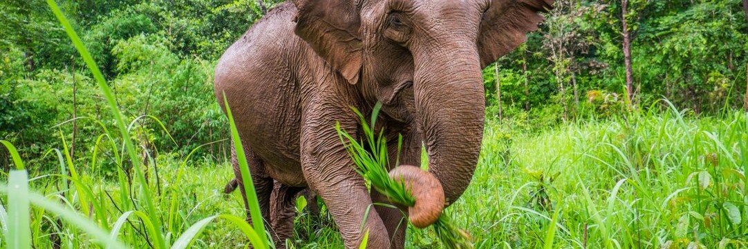 Elephant banner